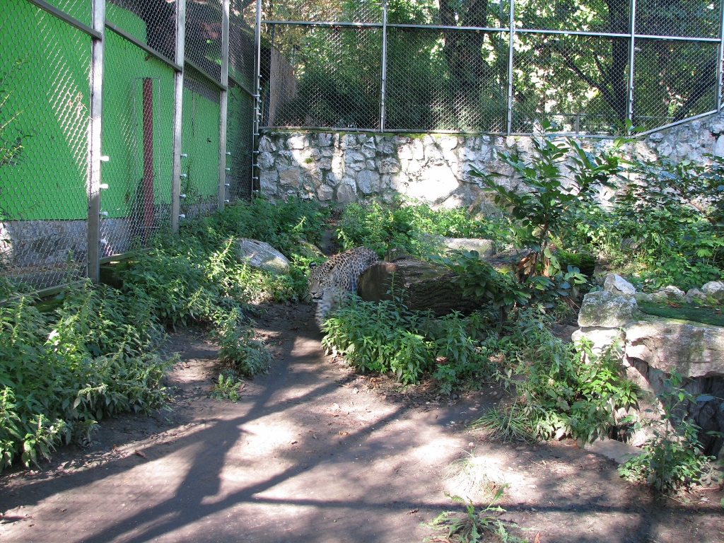 Persian leopard 1