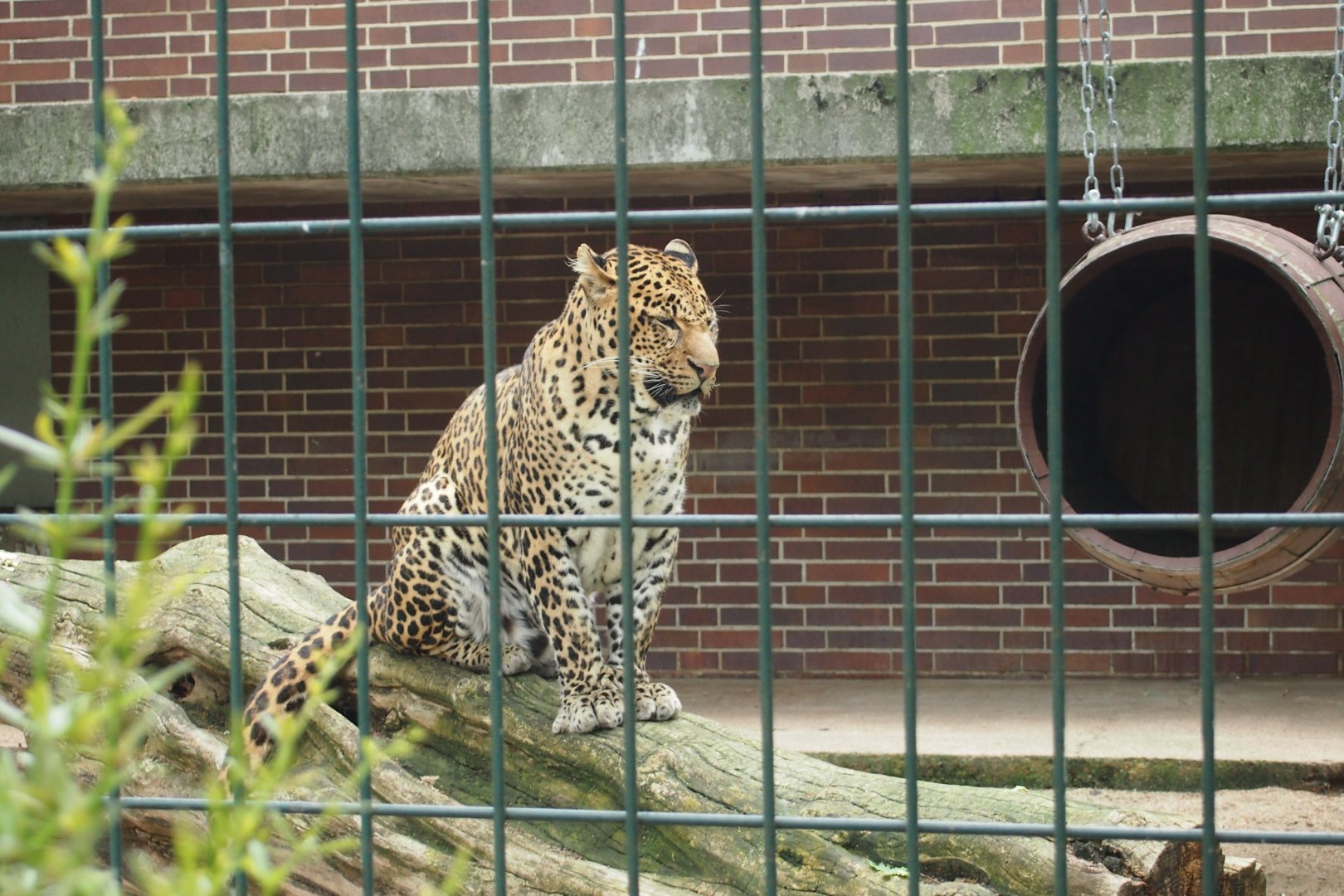 Persian leopard - 2013
