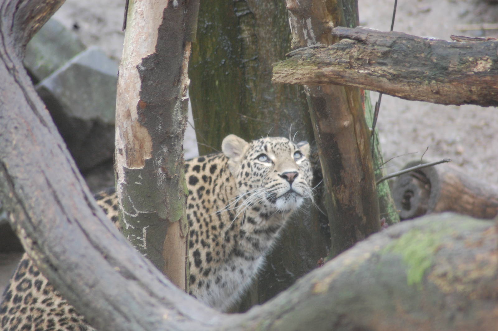 Persian Leopard 27-01-2011