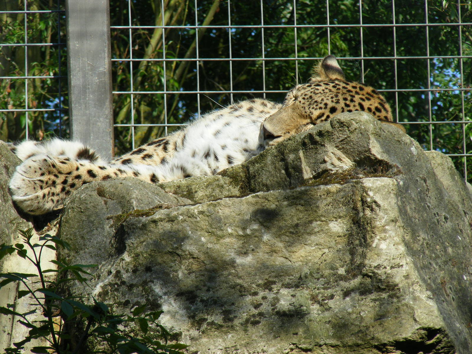 Persian leopard at Chessington Zoo, 24 May 2009