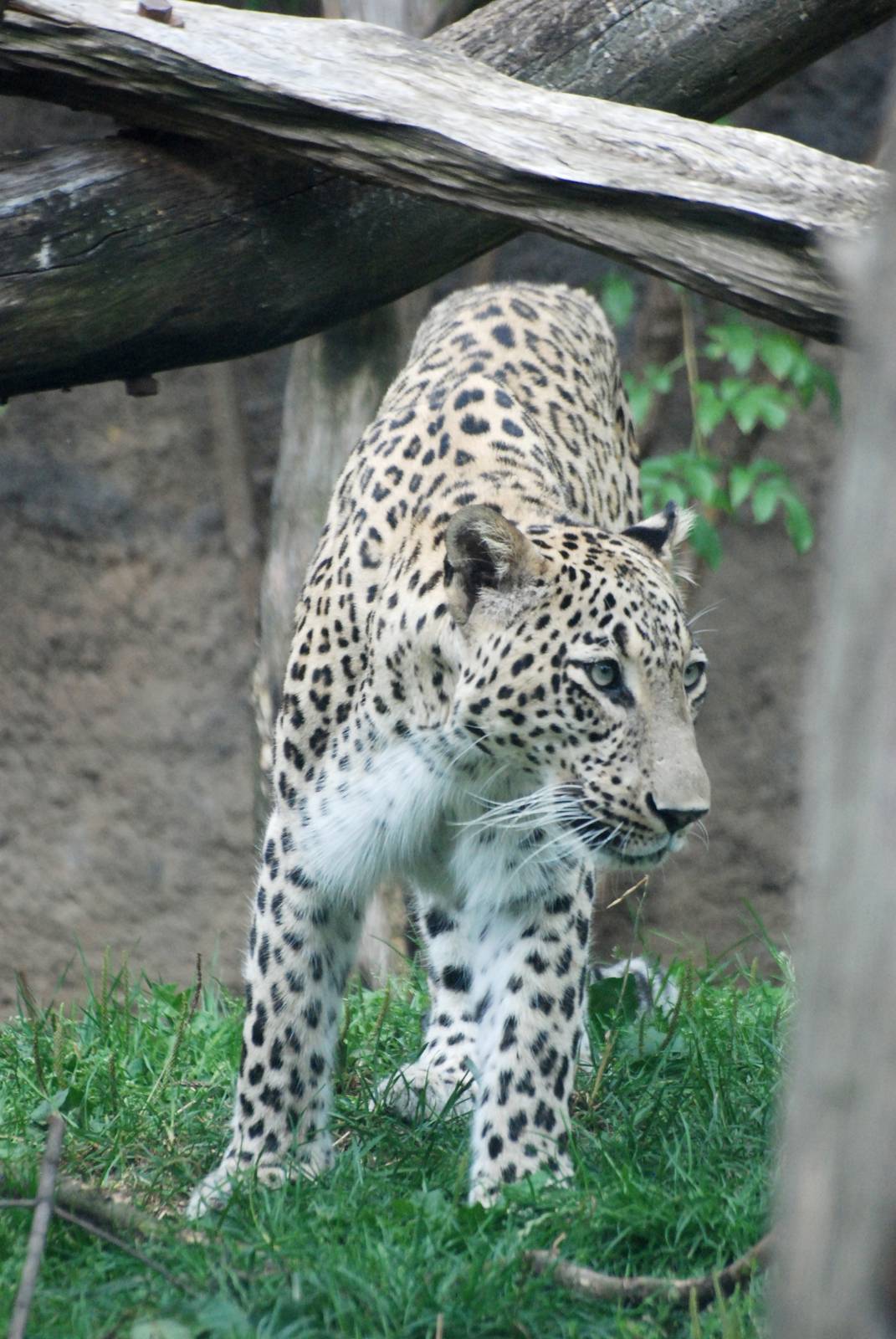 Persian Leopard at Dvur Kralove, 27/08/12