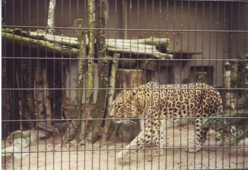Persian leopard at Gelsenkirchen