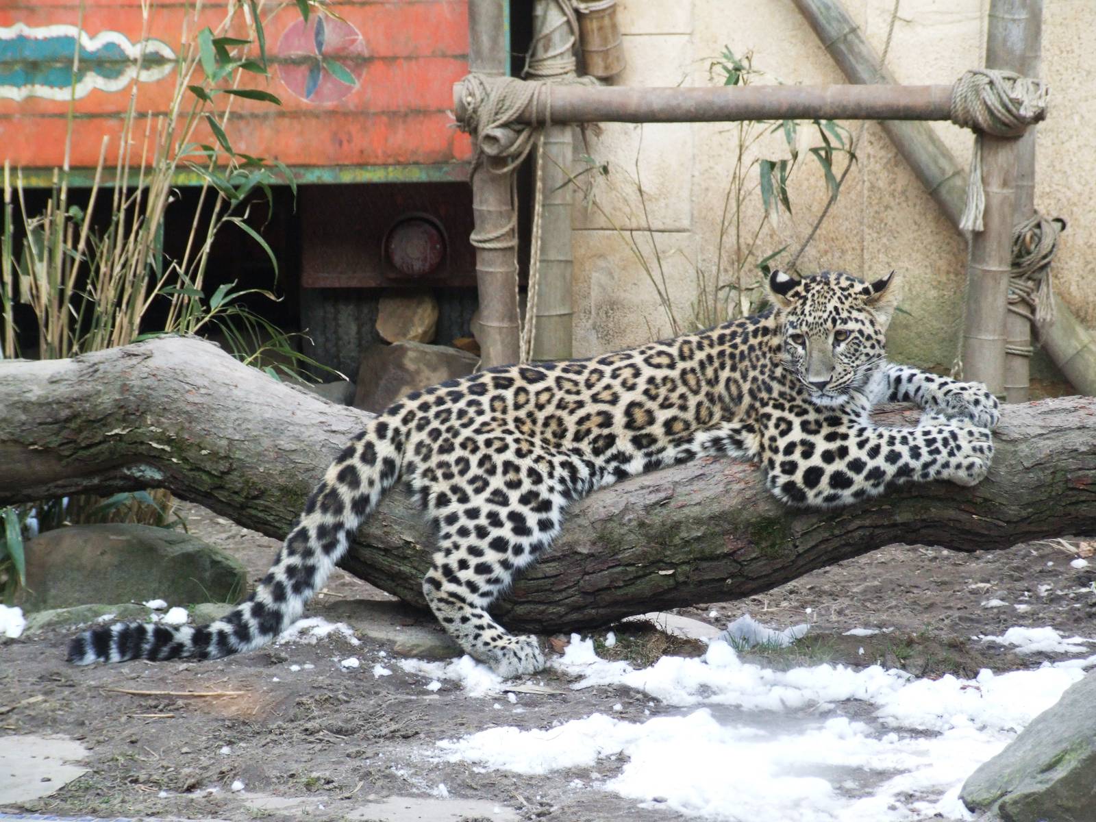 Persian Leopard at Hannover, 23/03/13