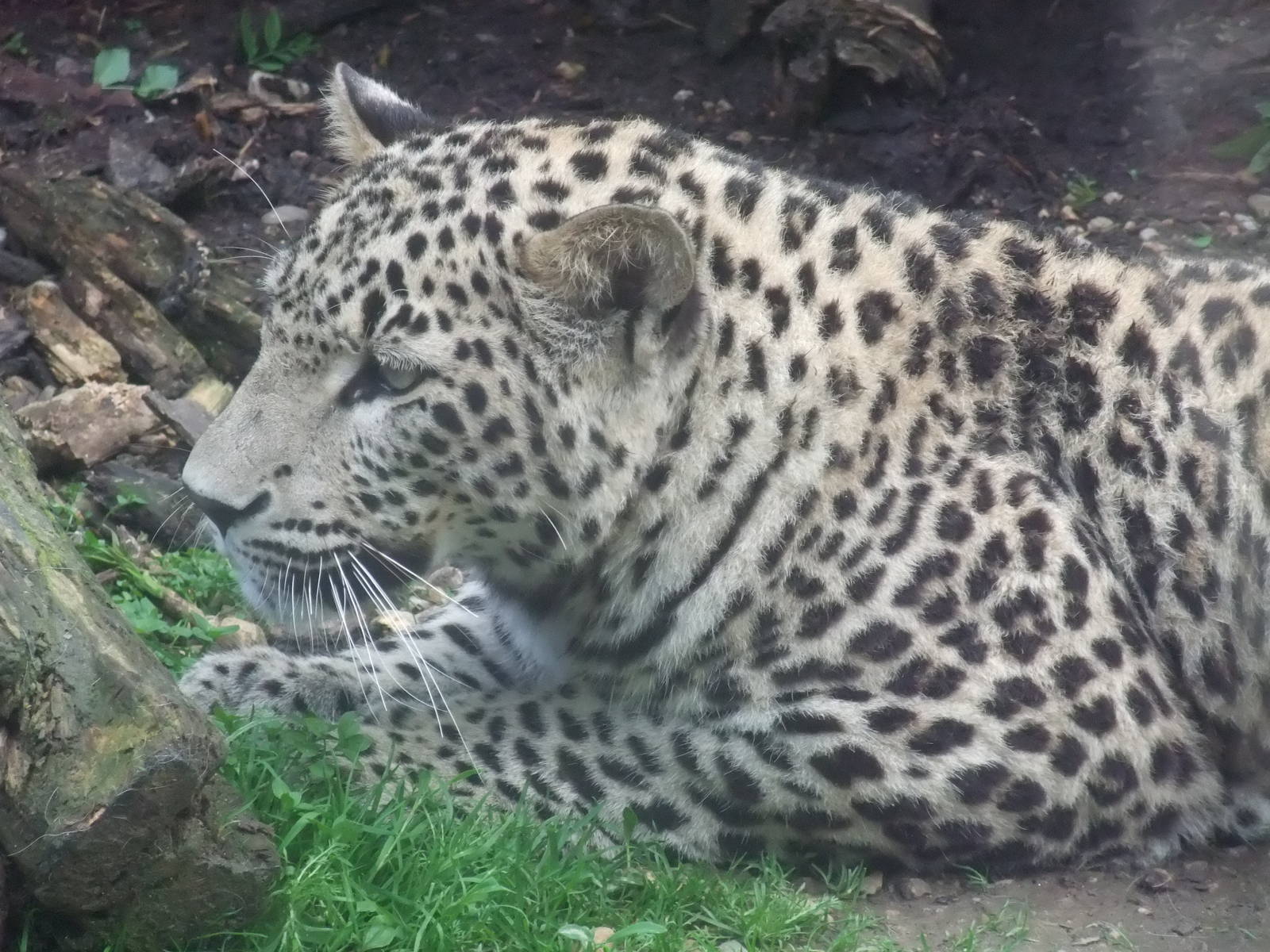 Persian Leopard at Jihlava, 30/05/10