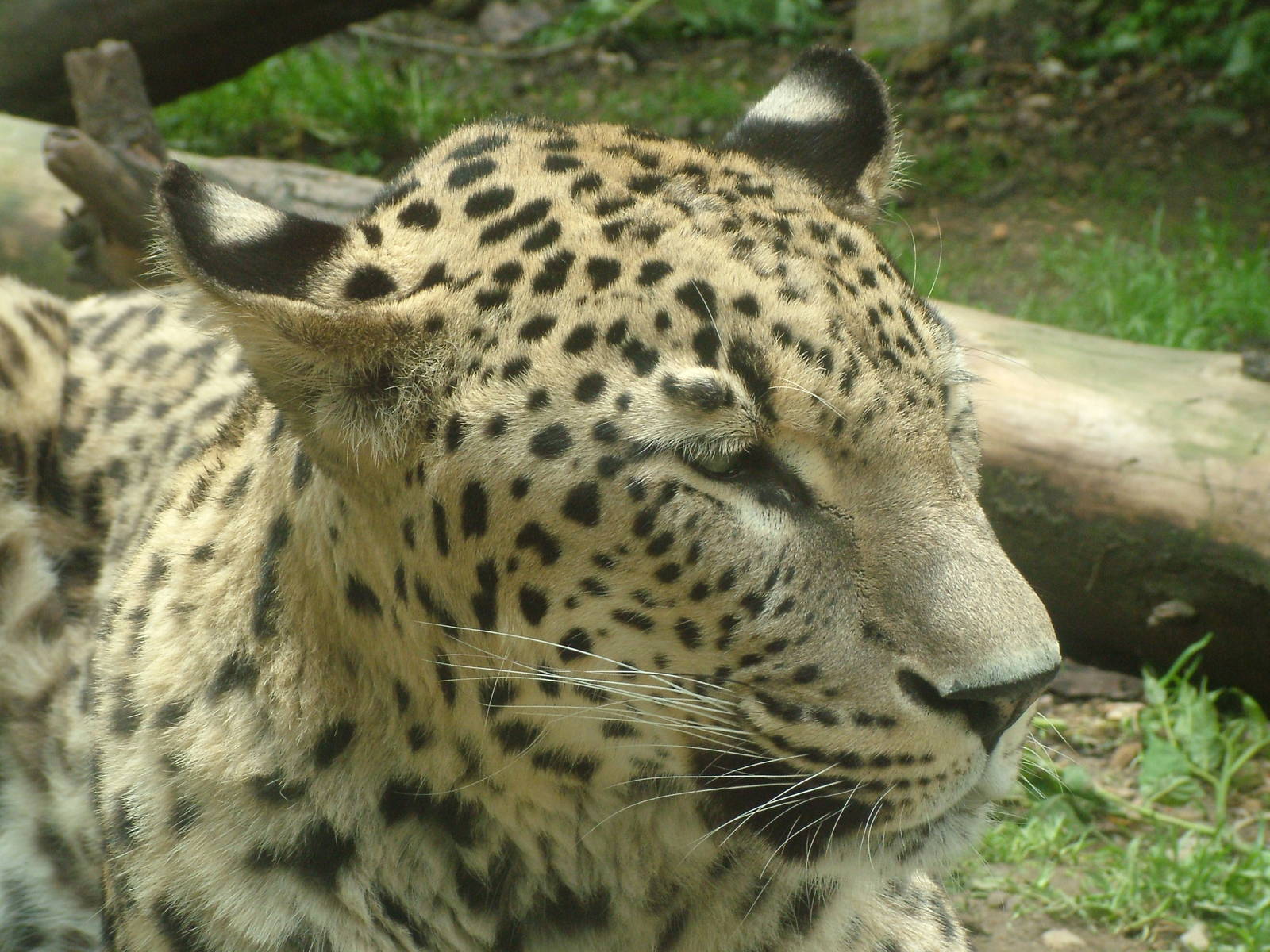 Persian Leopard at Jihlava, 31/05/10