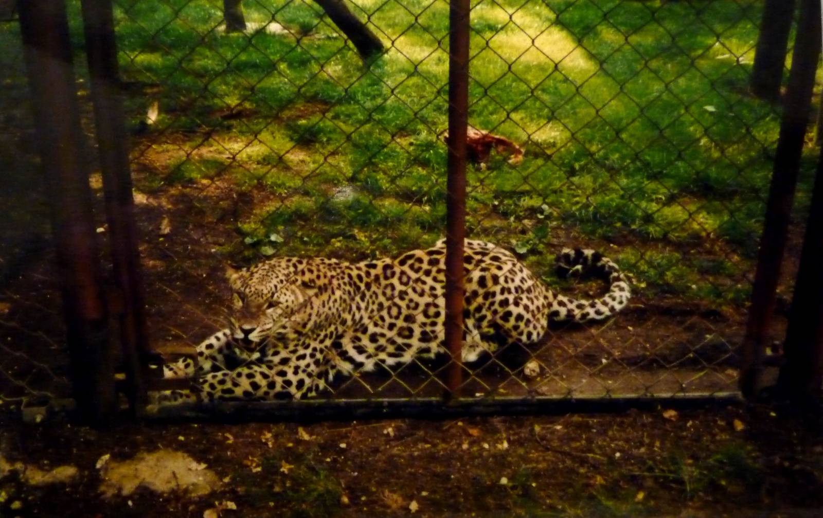 Persian Leopard at Marwell