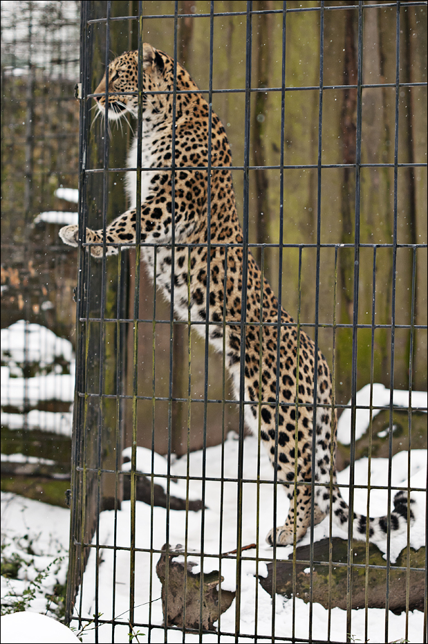 Persian leopard at Münster