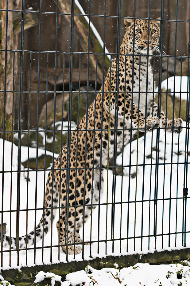 Persian leopard at Münster