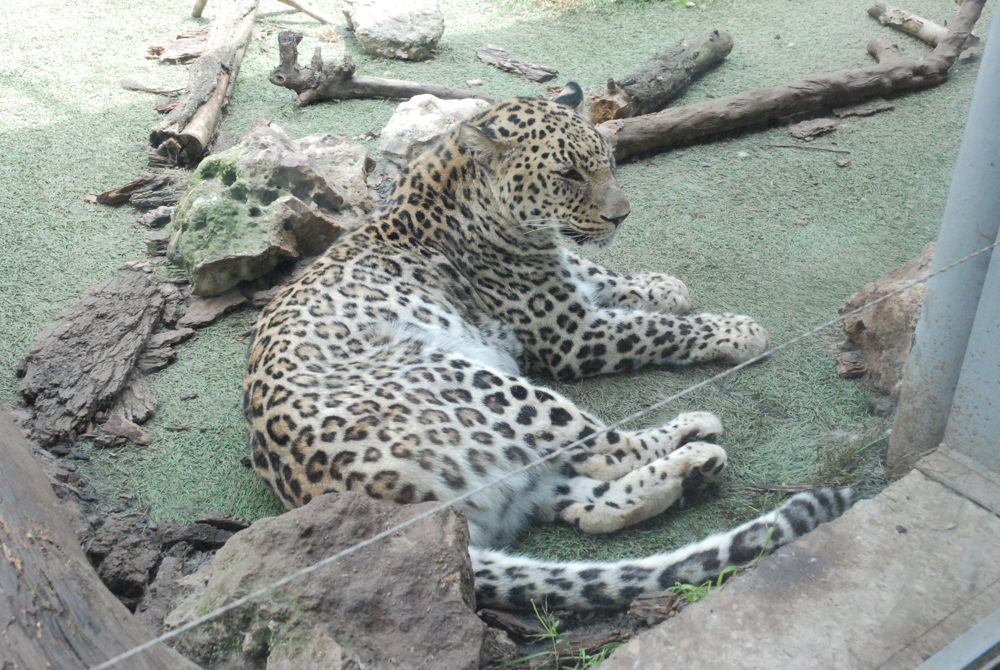 Persian Leopard at Zoo Aquarium de Madrid, 20th May 2022