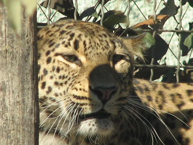 Persian leopard (Banu) portrait 1