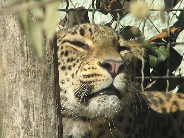 Persian leopard (Banu) portrait 2