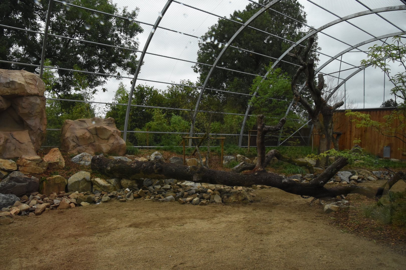 Persian Leopard cage