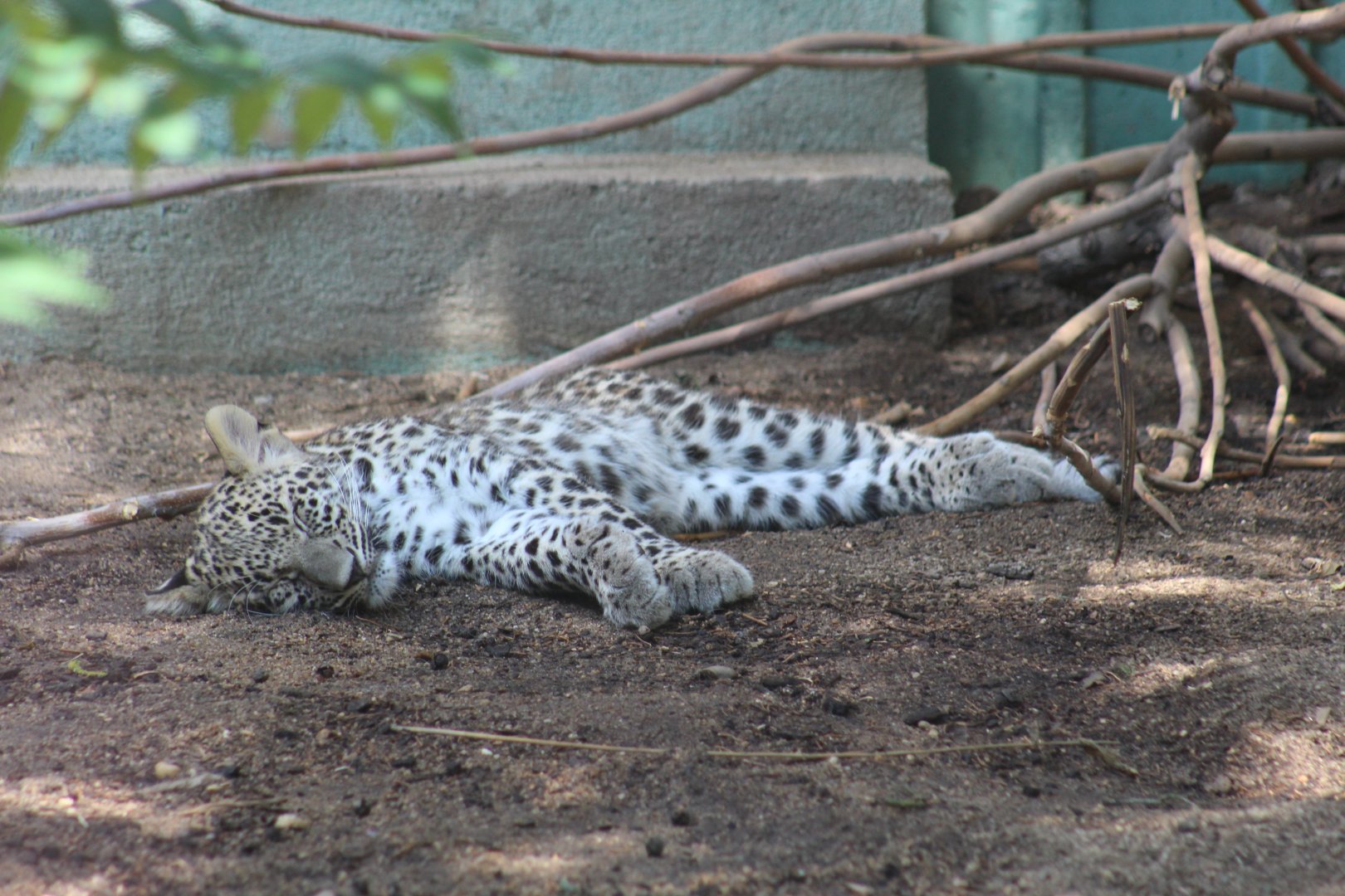 Persian Leopard Cub
