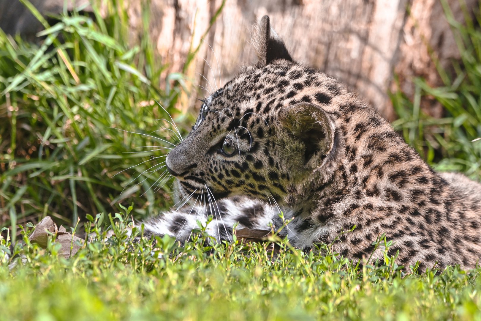 Persian leopard cub