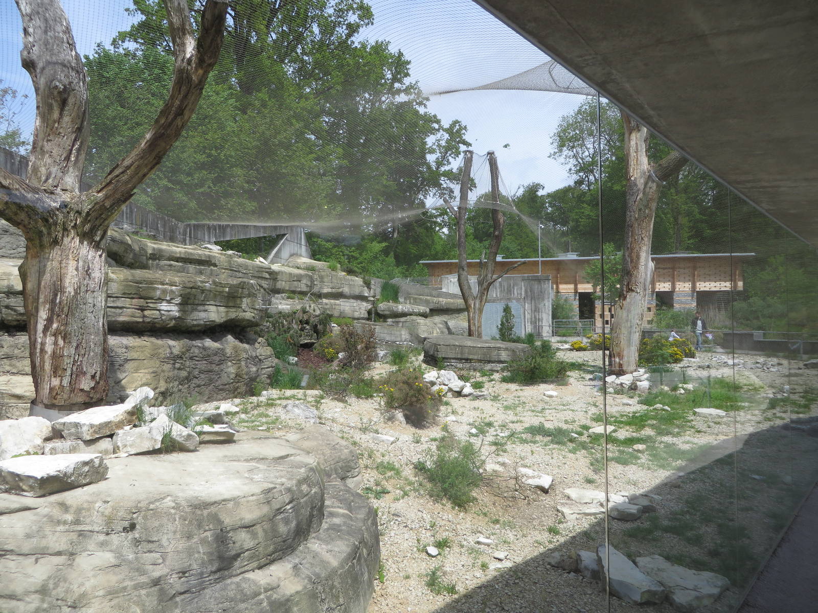 Persian leopard enclosure