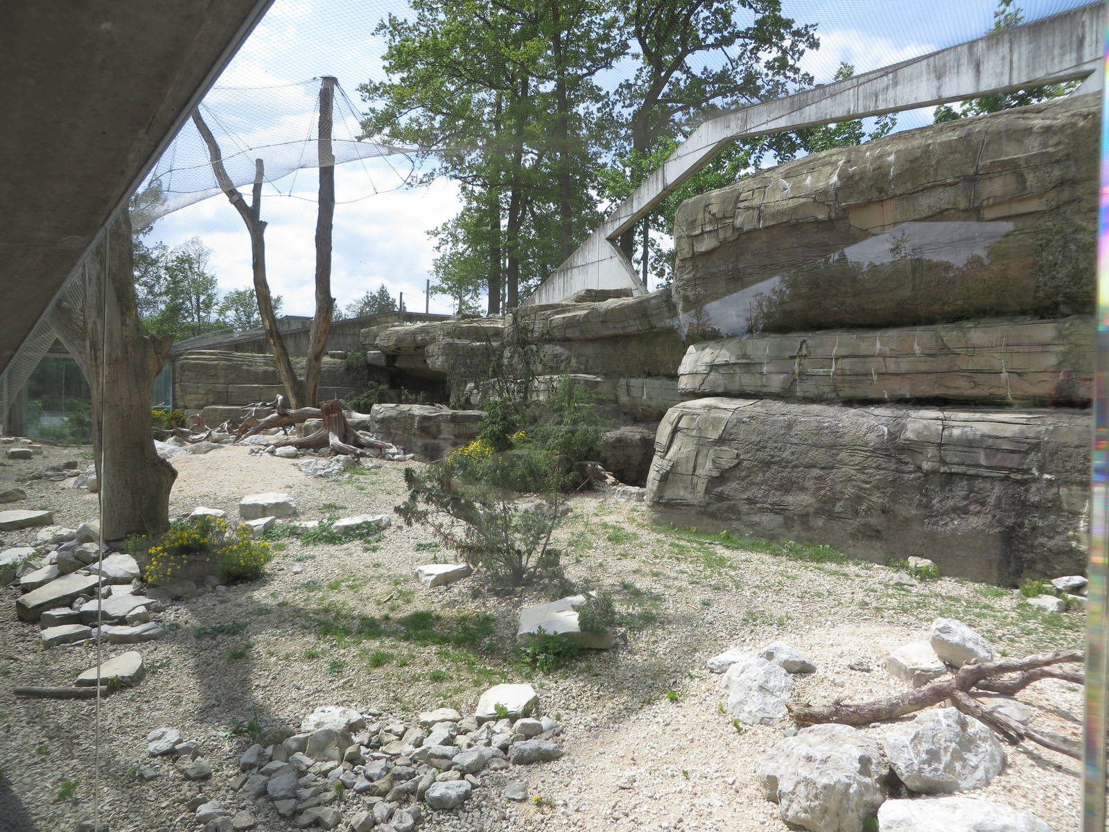 Persian leopard enclosure