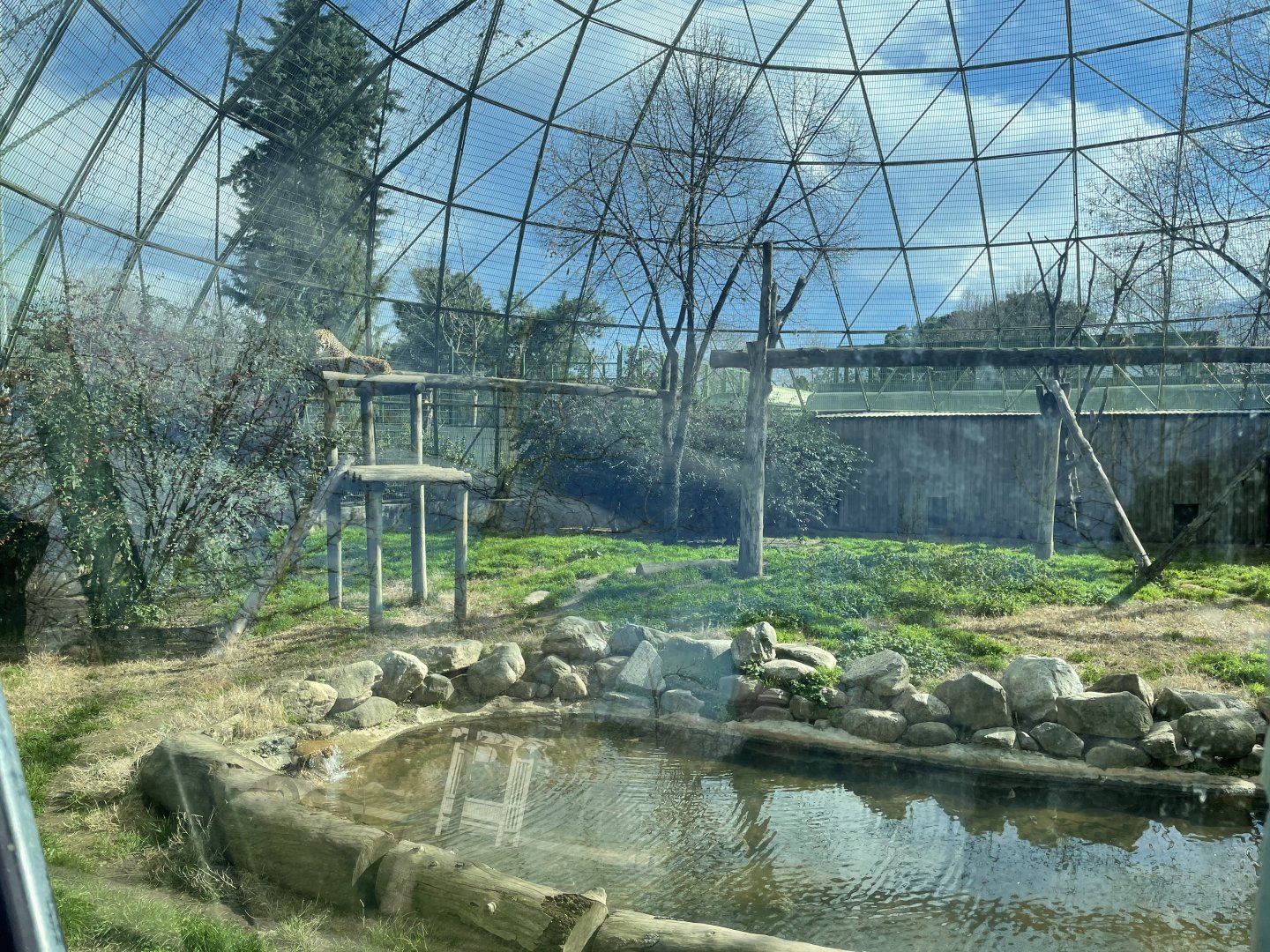 Persian leopard enclosure