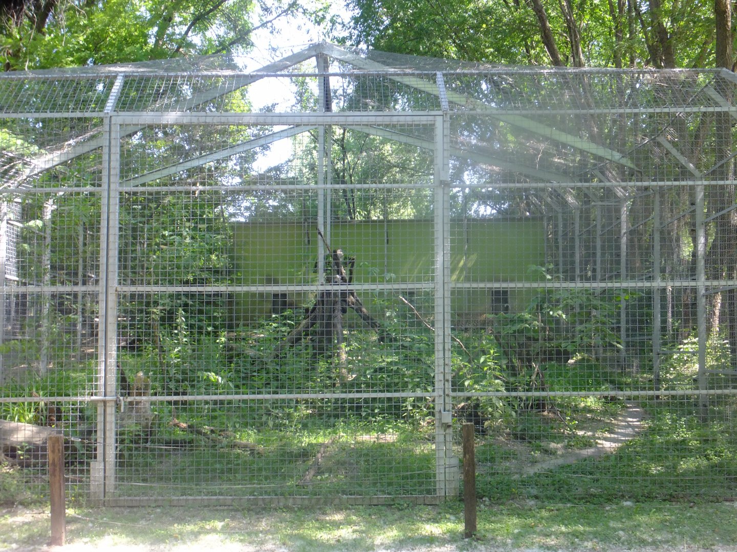 Persian leopard enclosure