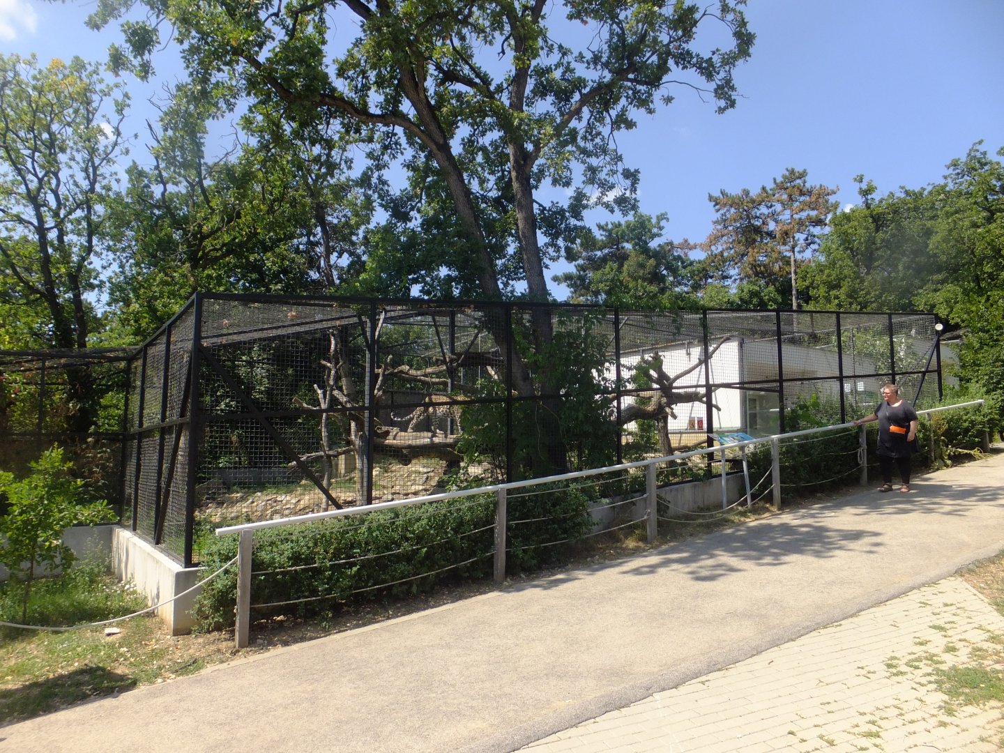 Persian leopard enclosure