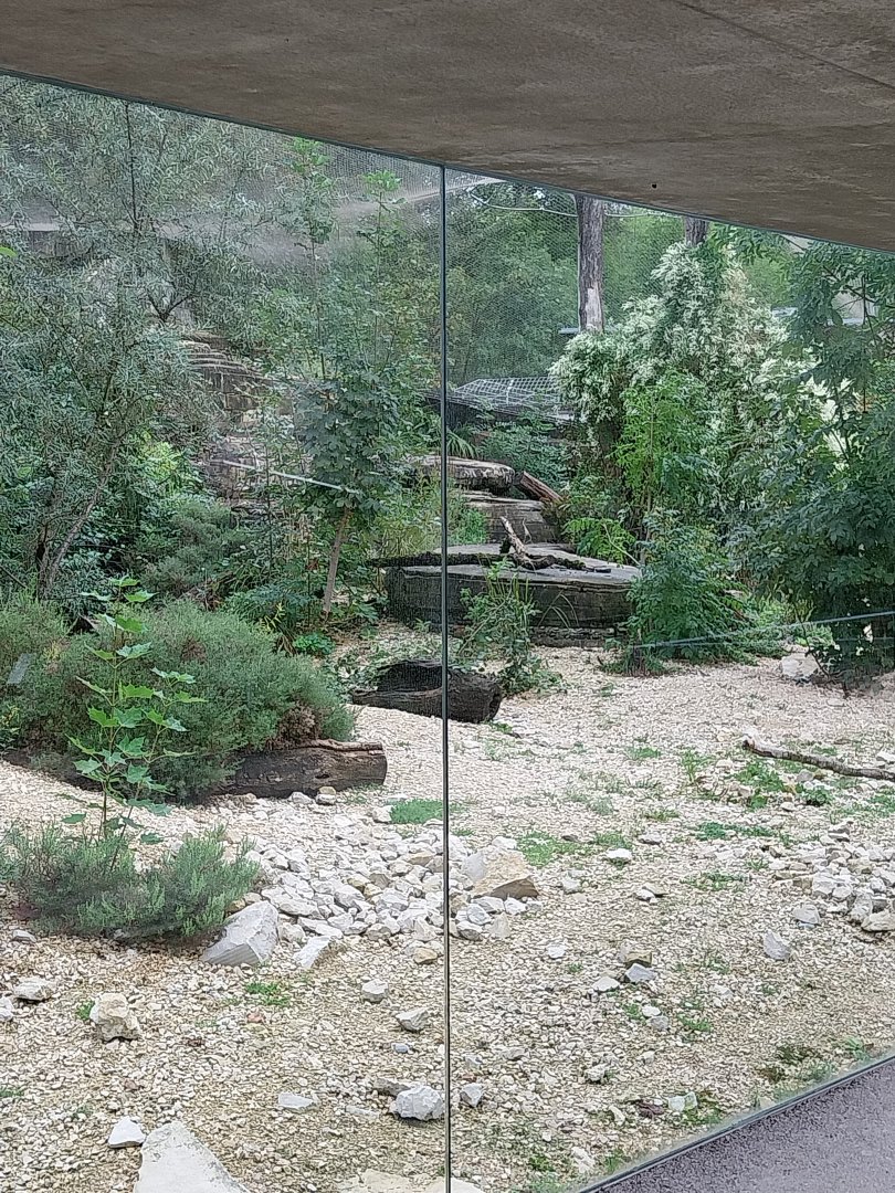 Persian leopard enclosure