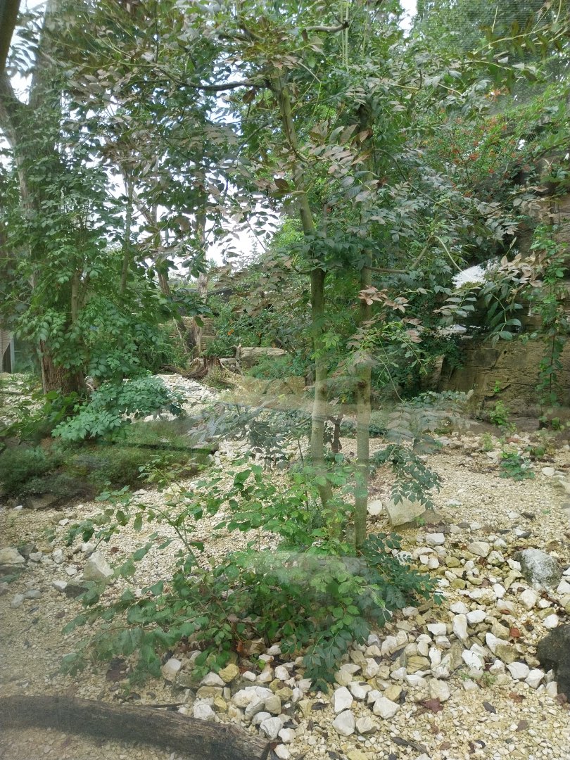 Persian leopard enclosure