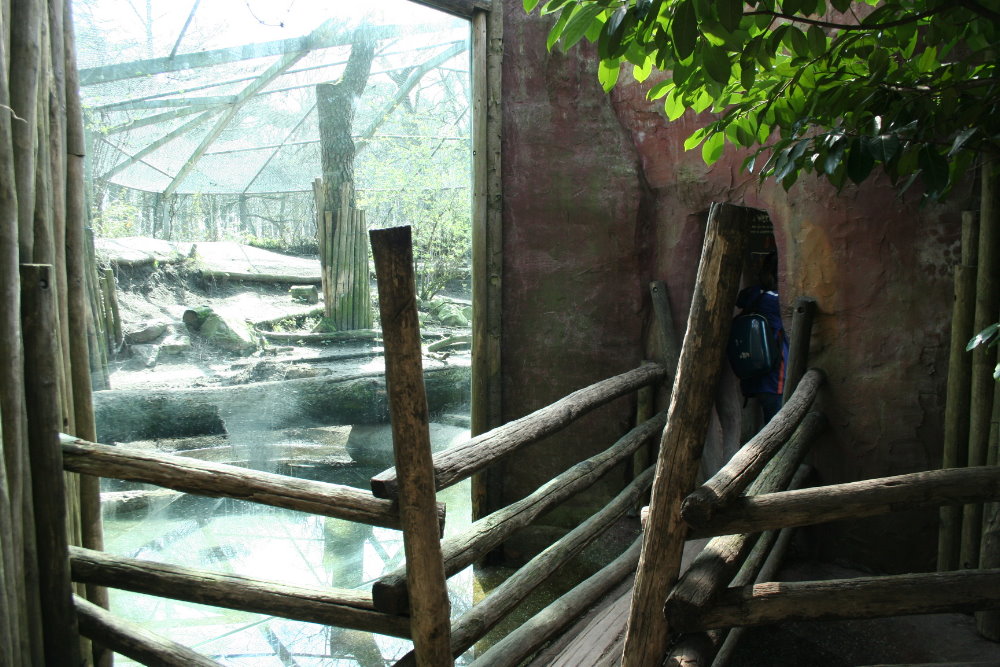 persian leopard exhibit 1