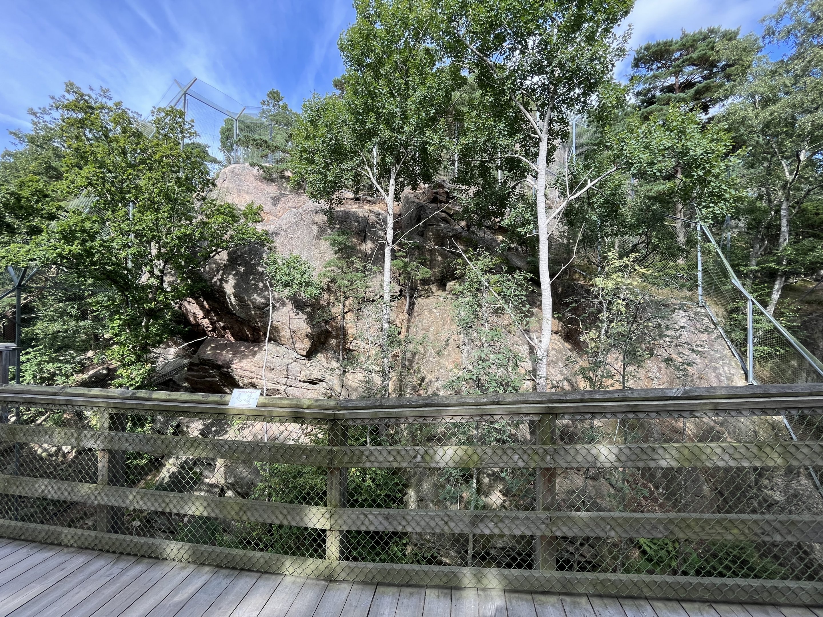 Persian Leopard Exhibit #1