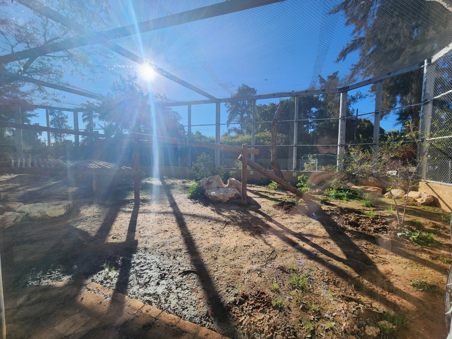 Persian Leopard Exhibit #1