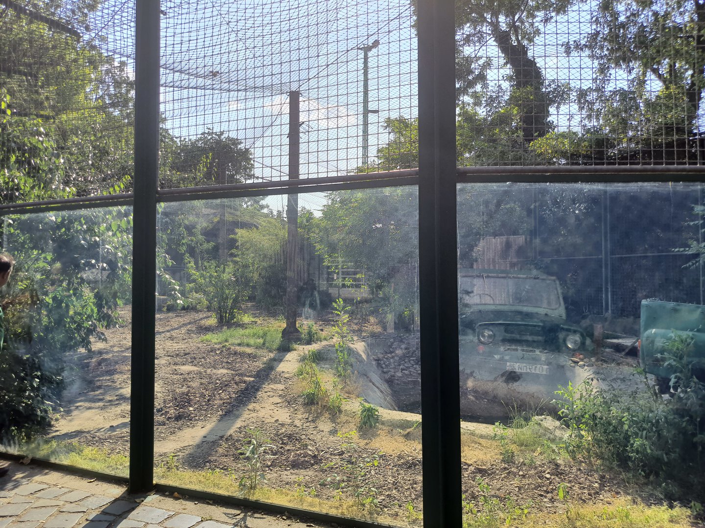 Persian Leopard Exhibit 2- Budapest Zoo