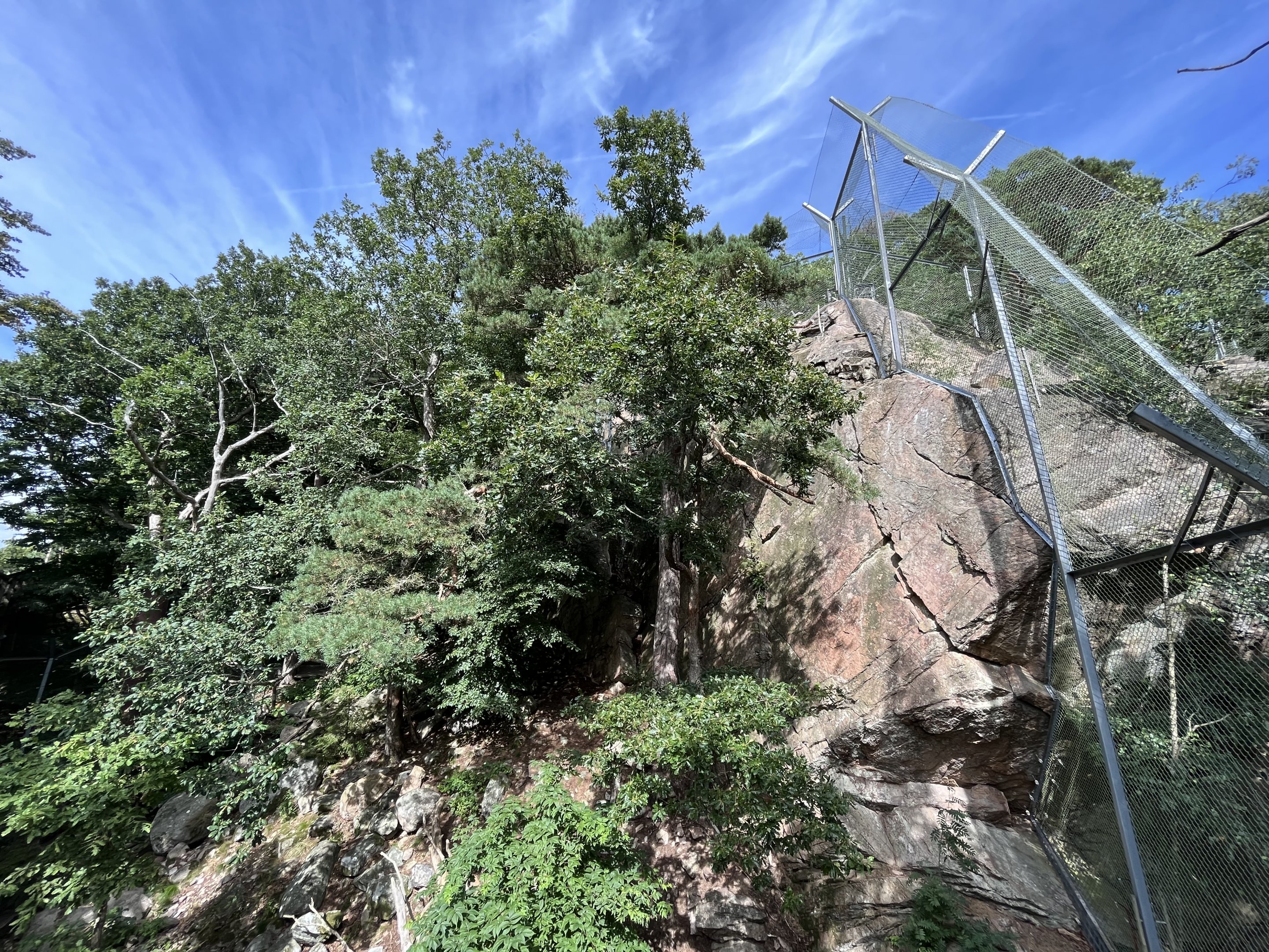 Persian Leopard Exhibit #2 - steep!