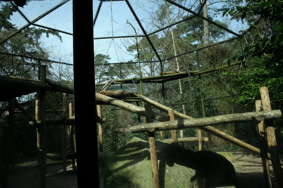 persian leopard exhibit 2