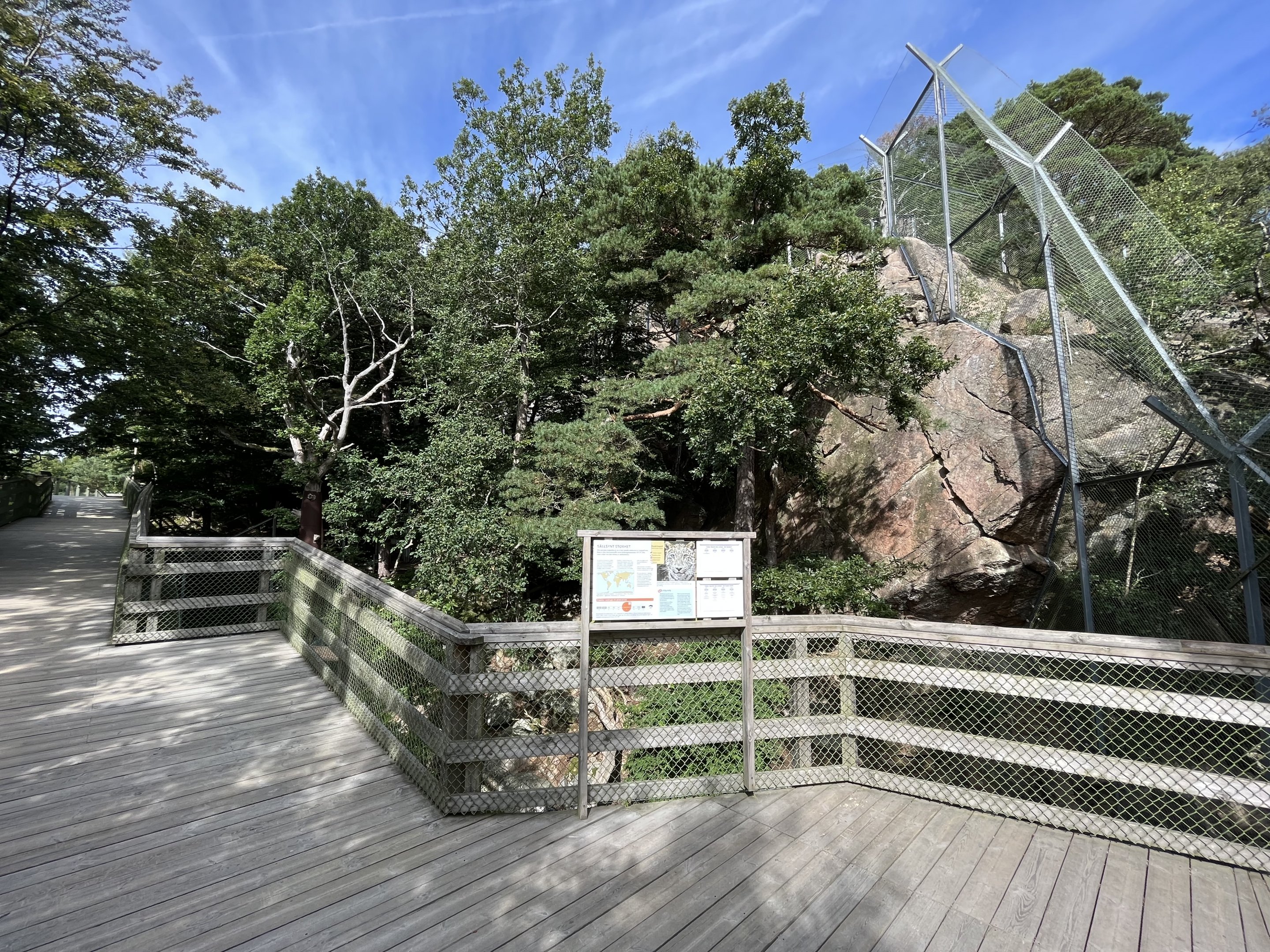 Persian Leopard Exhibit #2