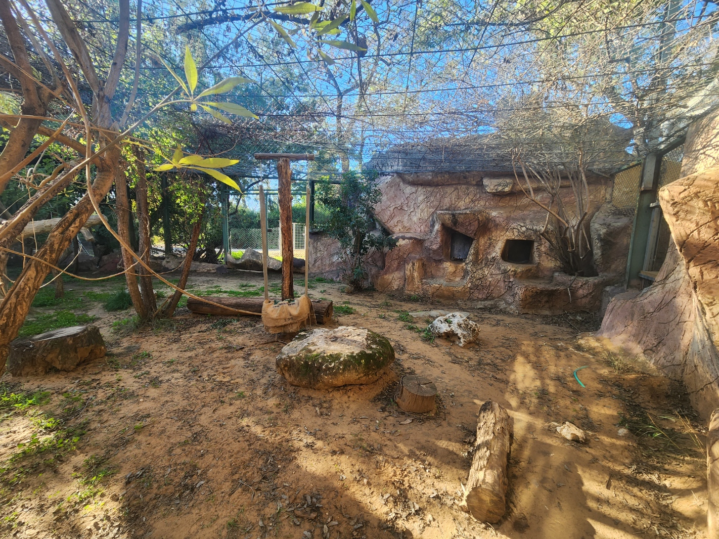 Persian Leopard Exhibit #2