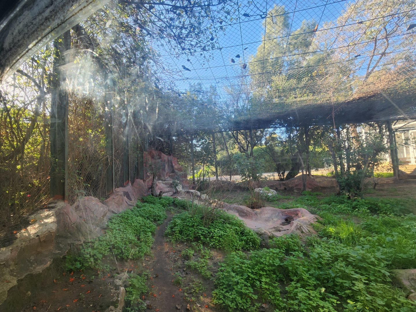 Persian Leopard Exhibit #2