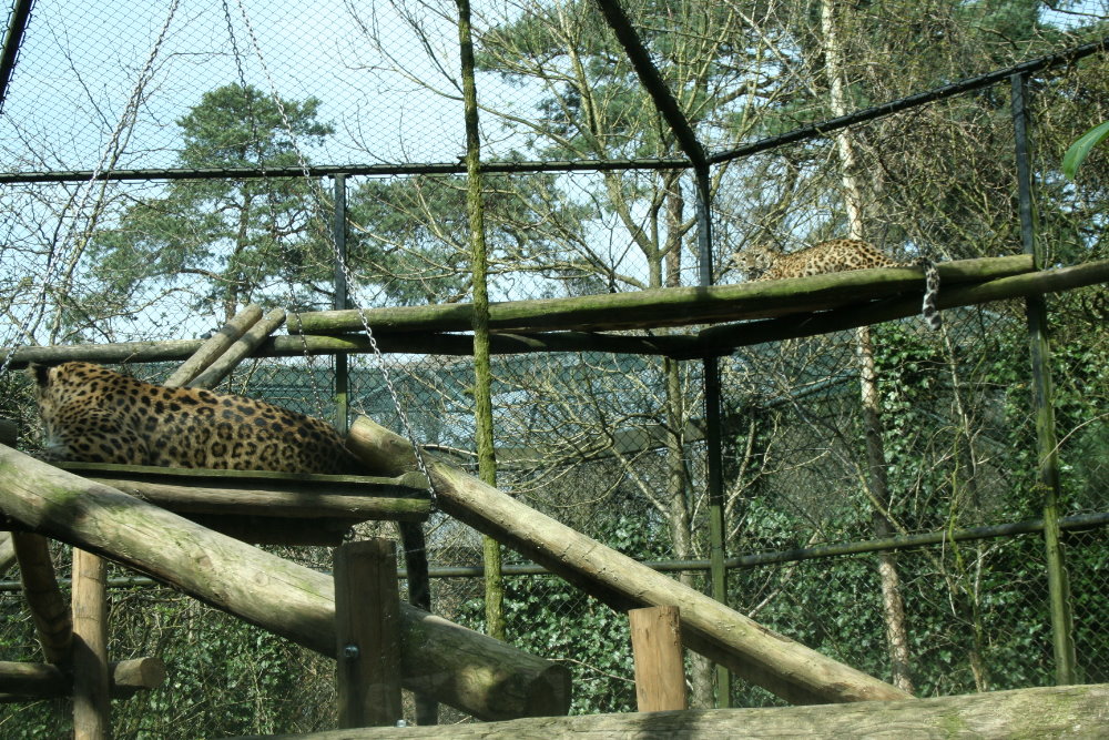 persian leopard exhibit 3