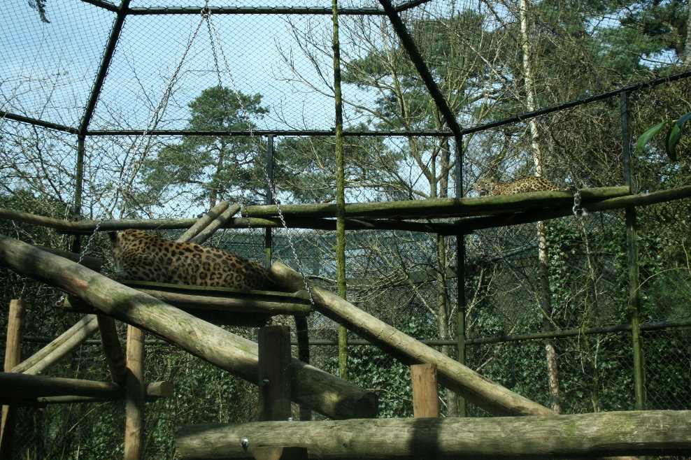 persian leopard exhibit 4