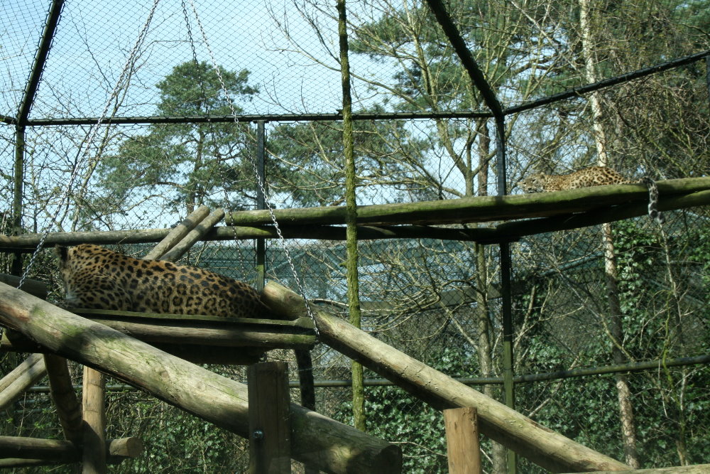 persian leopard exhibit 5