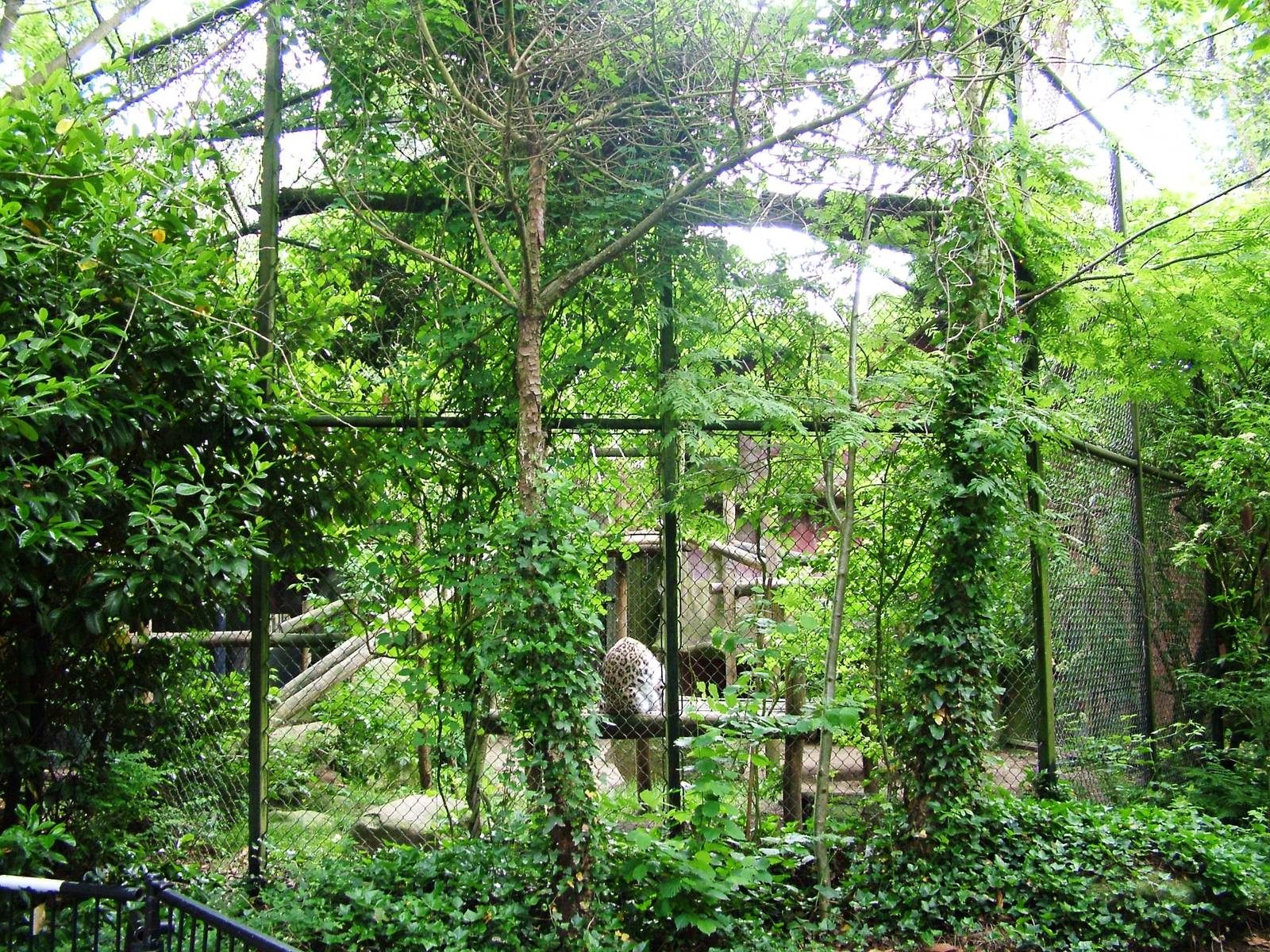 Persian Leopard Exhibit at Amersfoort, 01/06/12