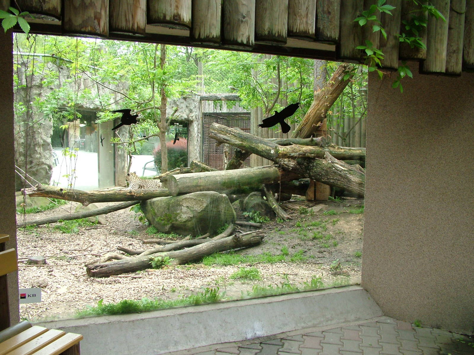 Persian Leopard exhibit at Jihlava, 31/05/10