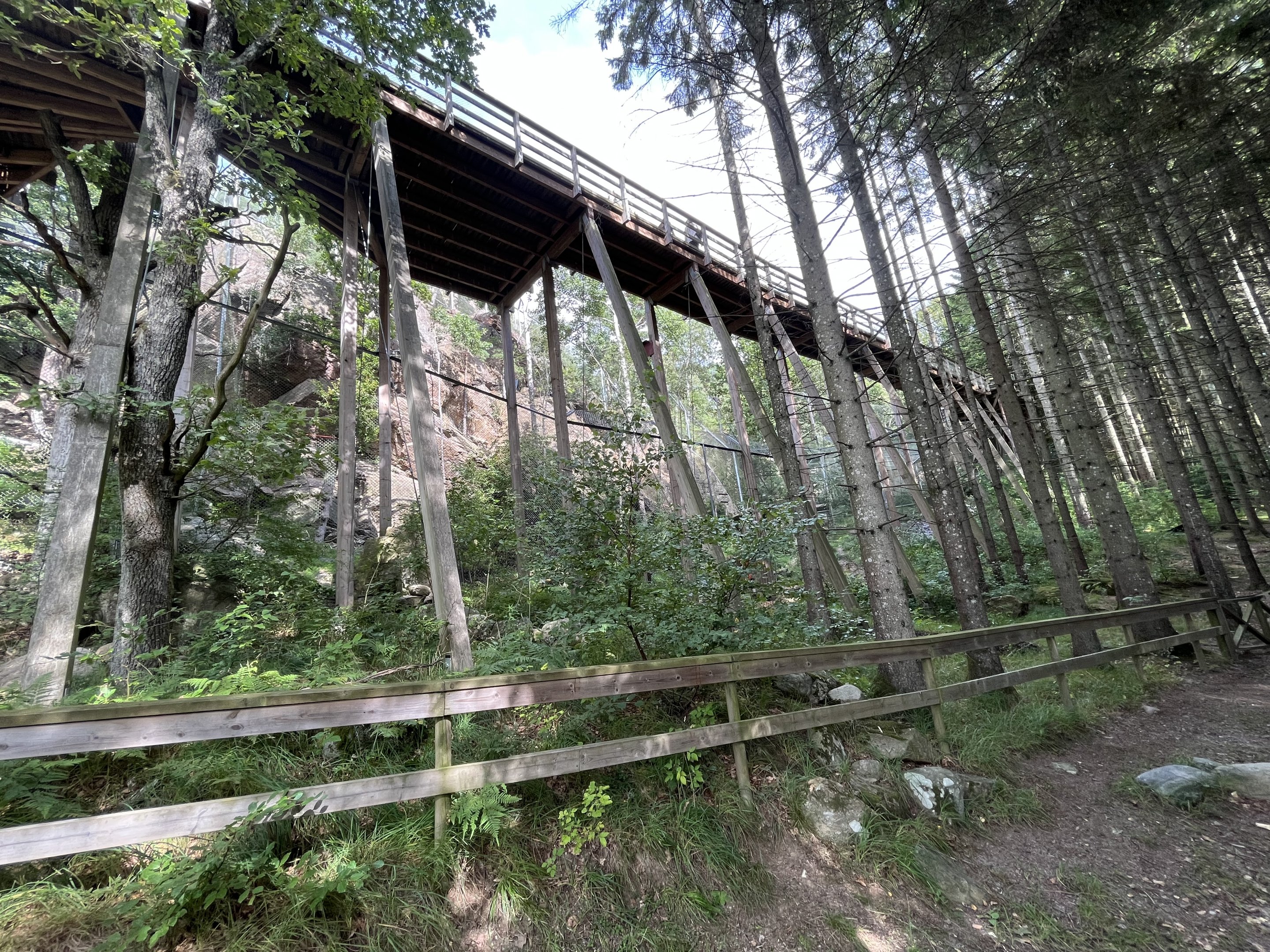 Persian Leopard Exhibit - ground view