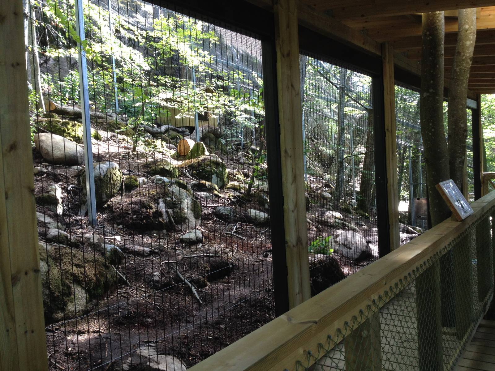 Persian leopard exhibit (new for 2014)