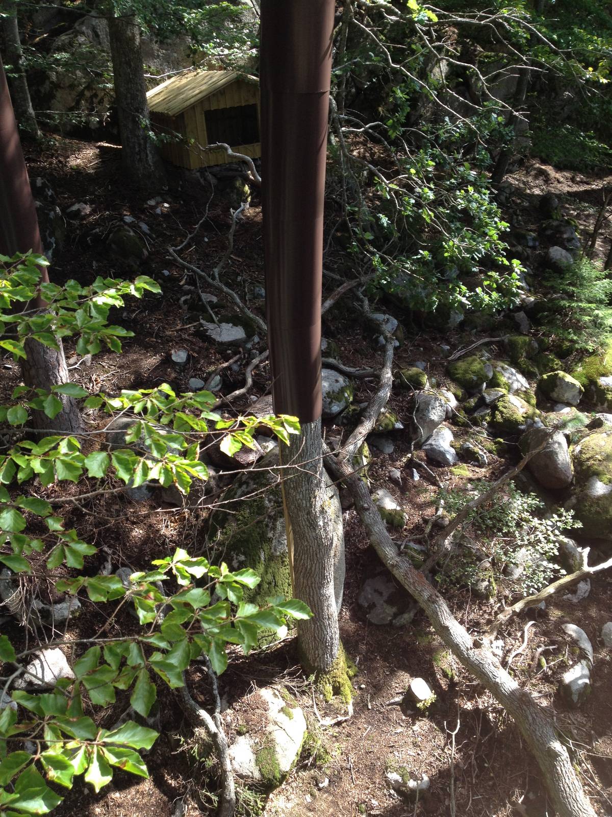 Persian leopard exhibit (new for 2014)