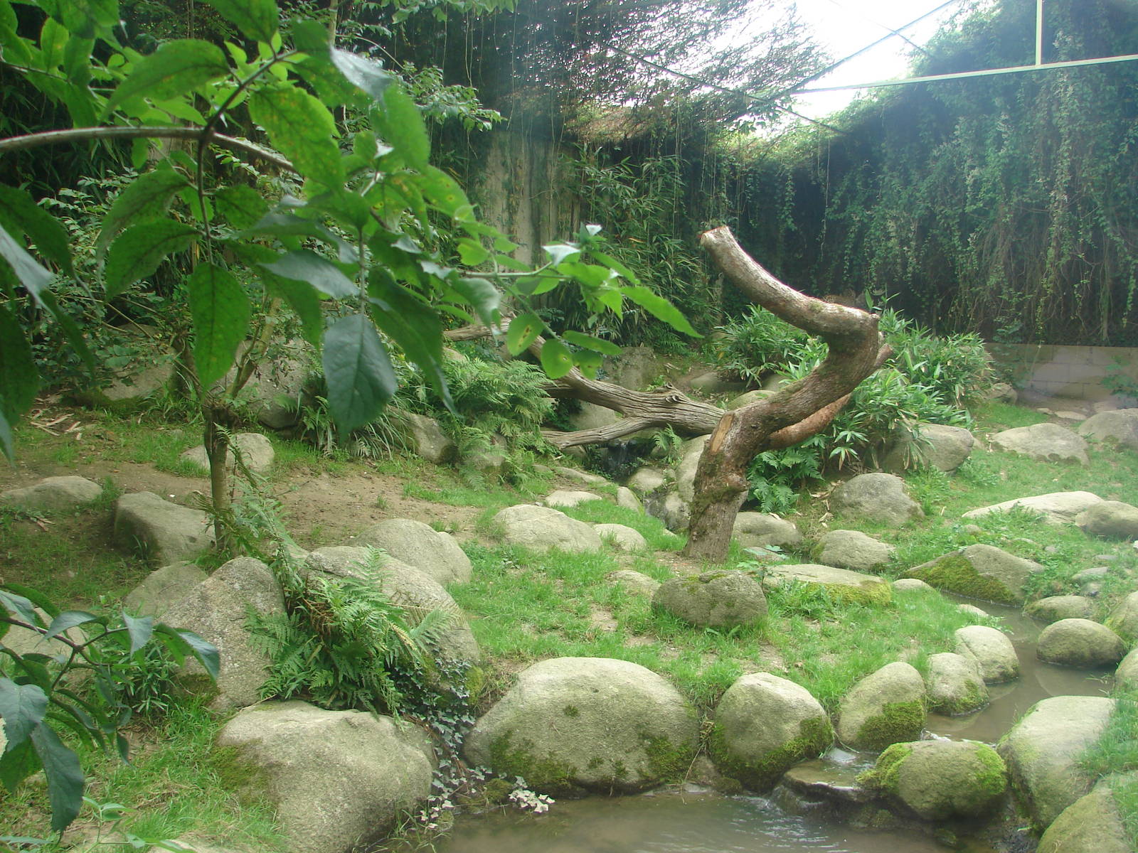Persian leopard exhibit