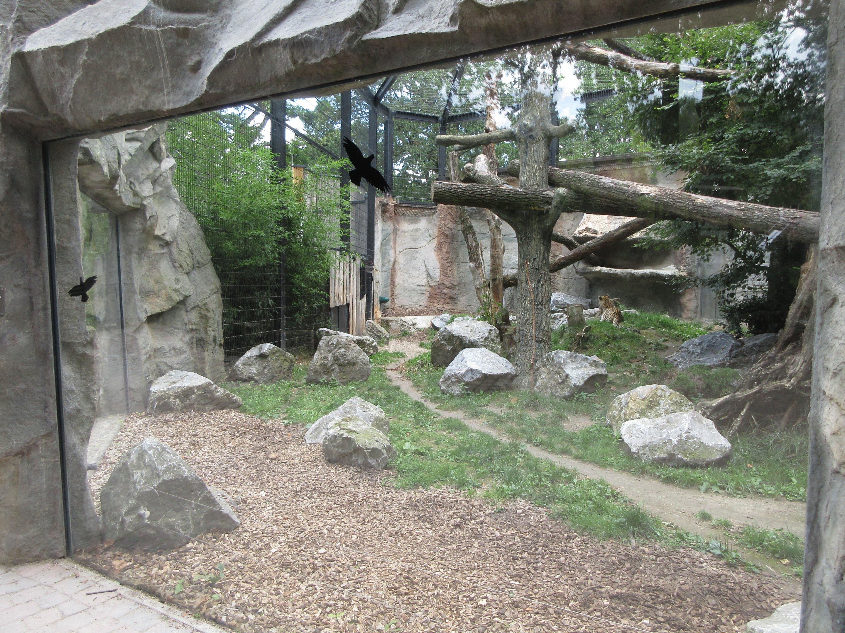 Persian Leopard Exhibit