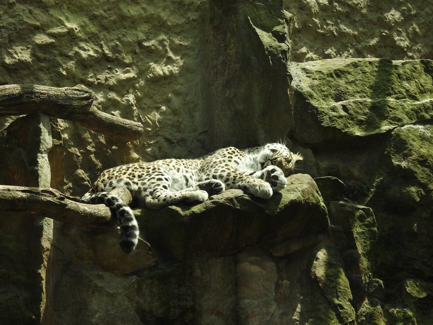Persian leopard exhibit