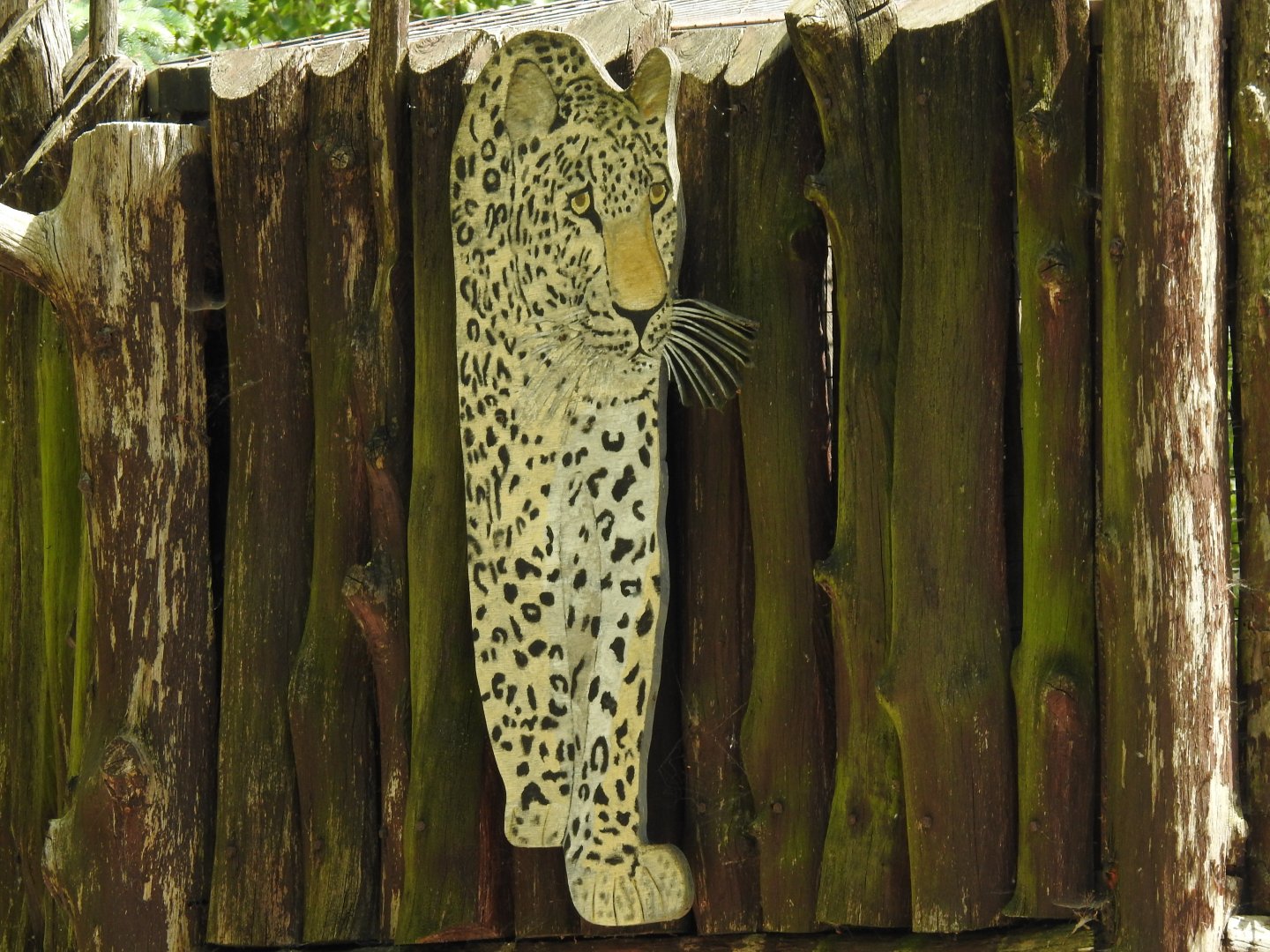 Persian leopard exhibit