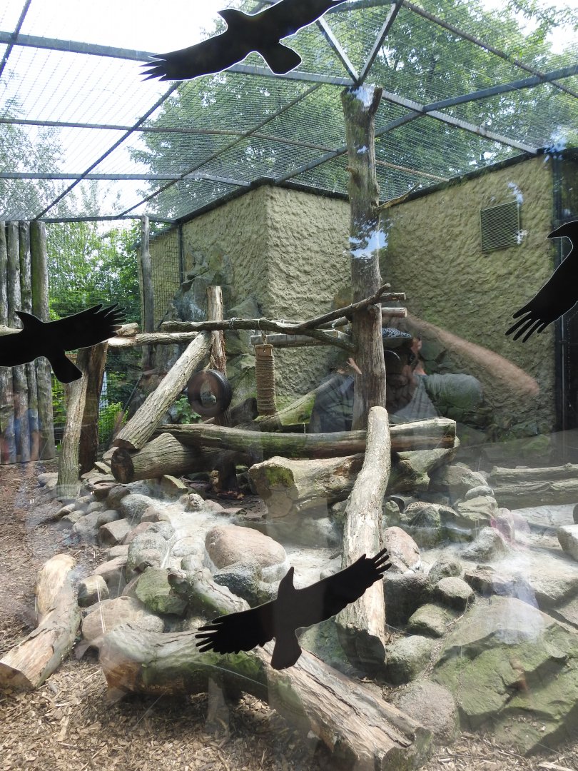 Persian leopard exhibit