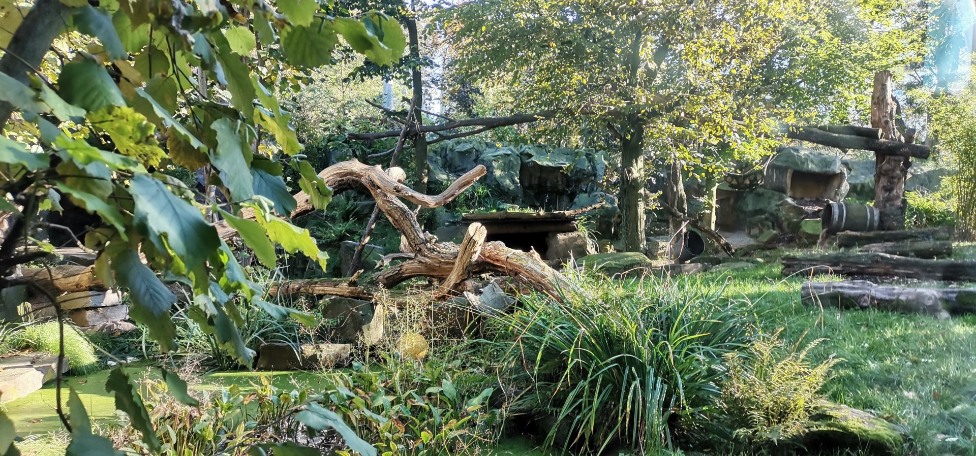 Persian Leopard exhibit