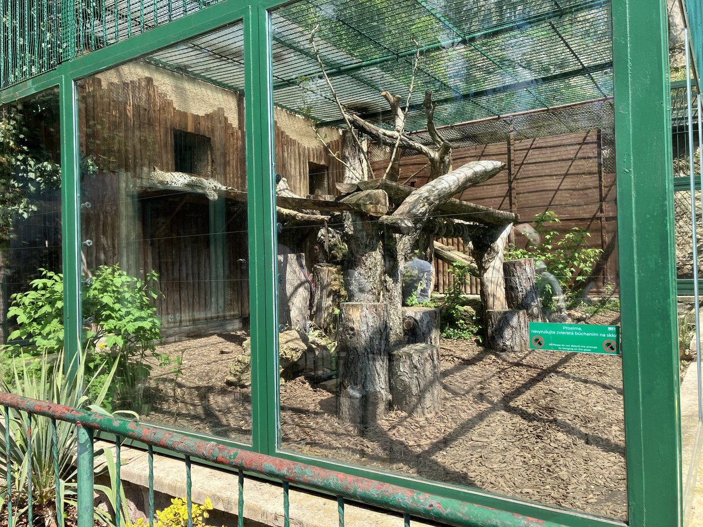 Persian leopard exhibit