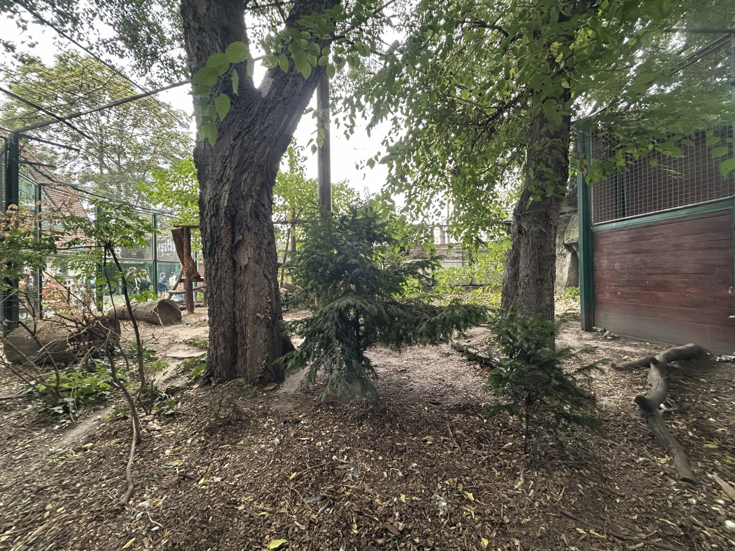 Persian Leopard Exhibit
